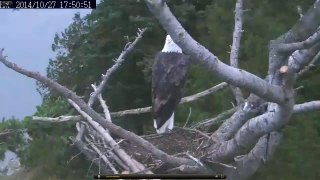 10 27 14   Eagle At White Rock Nest