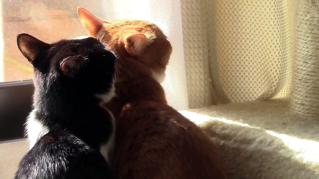 心温まる仲良し猫♡衝撃的な可愛い出来事に感動！ Adorable Cute Cats dear ! Cats which are a heartwarming good frien