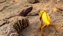 Animais Selvagens Ataques ( Cobras )