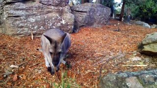 A day at Taronga Zoo through Google Glass