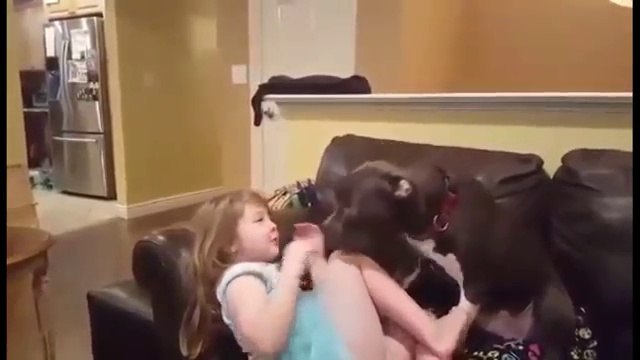 Pit Bull shares giggly smooch session with little girl