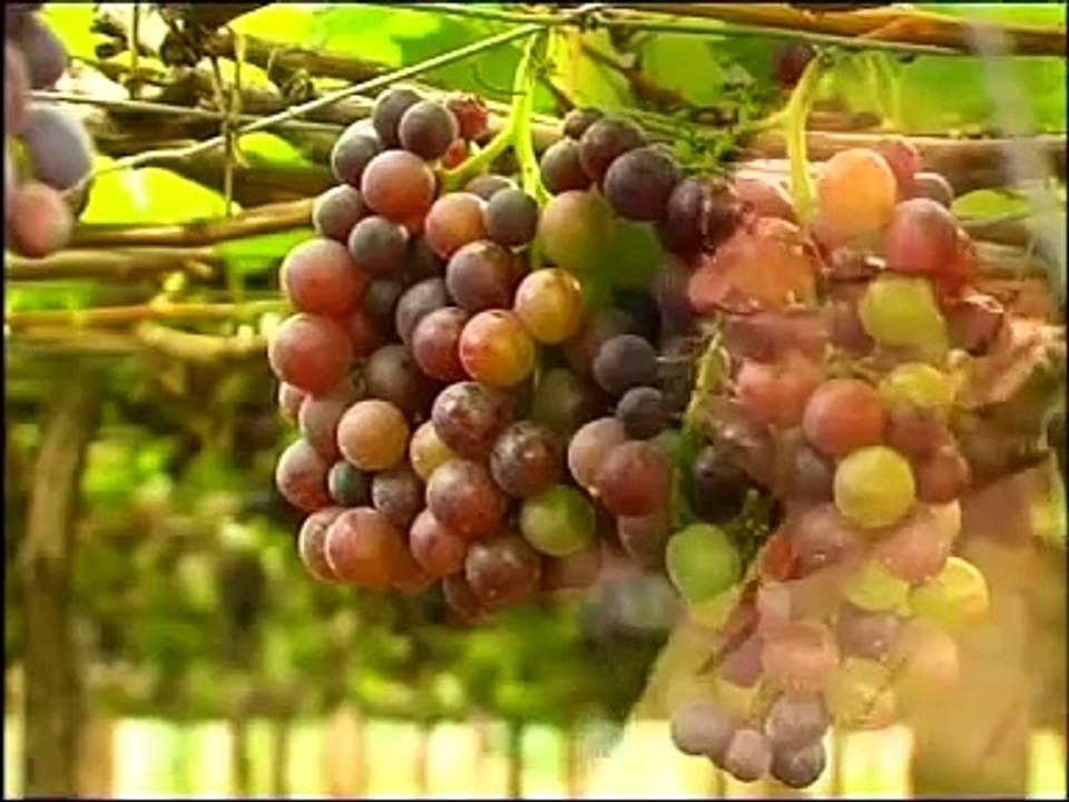 TELUGU CHRISTIAN SONG JYOTHIRMAYUDA BRO.YESANNAS SONG