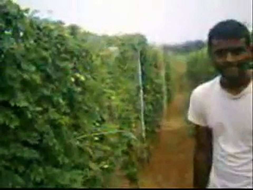 Bitter Gourd Farming (Karella Ki Kheti)