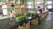 Square watermelons Japan