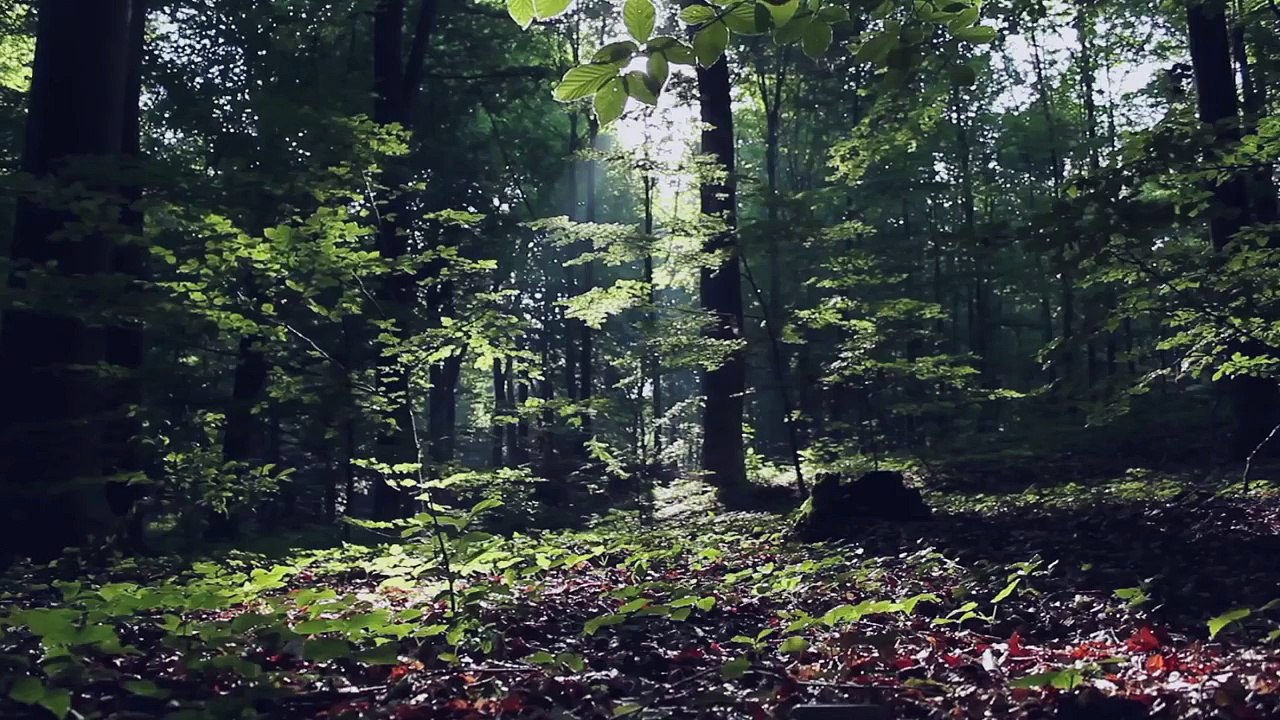 #TableForest สวนจิ๋วบนที่รองแก้ว : สร้างพื้นที่สีเขียวจากหยดน้ำ