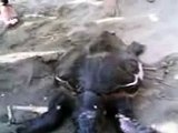 Tartaruga marina trovata morta sulla spiaggia_LICOLA-NAPOLI
