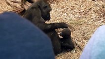 Baby Gorilla at Zoo before it Killed