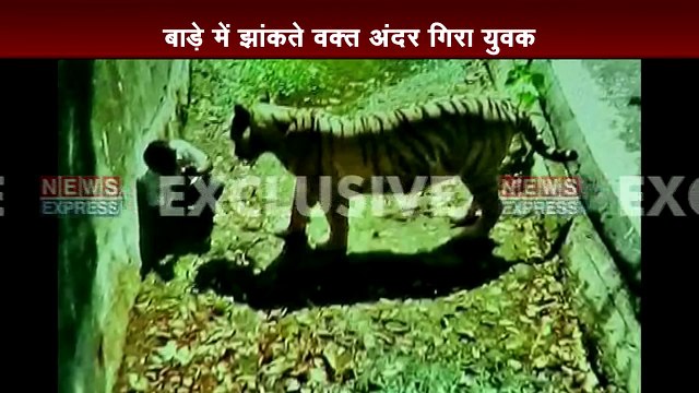 Live Video: White tiger kills Class 12 student at Delhi zoo Part 1