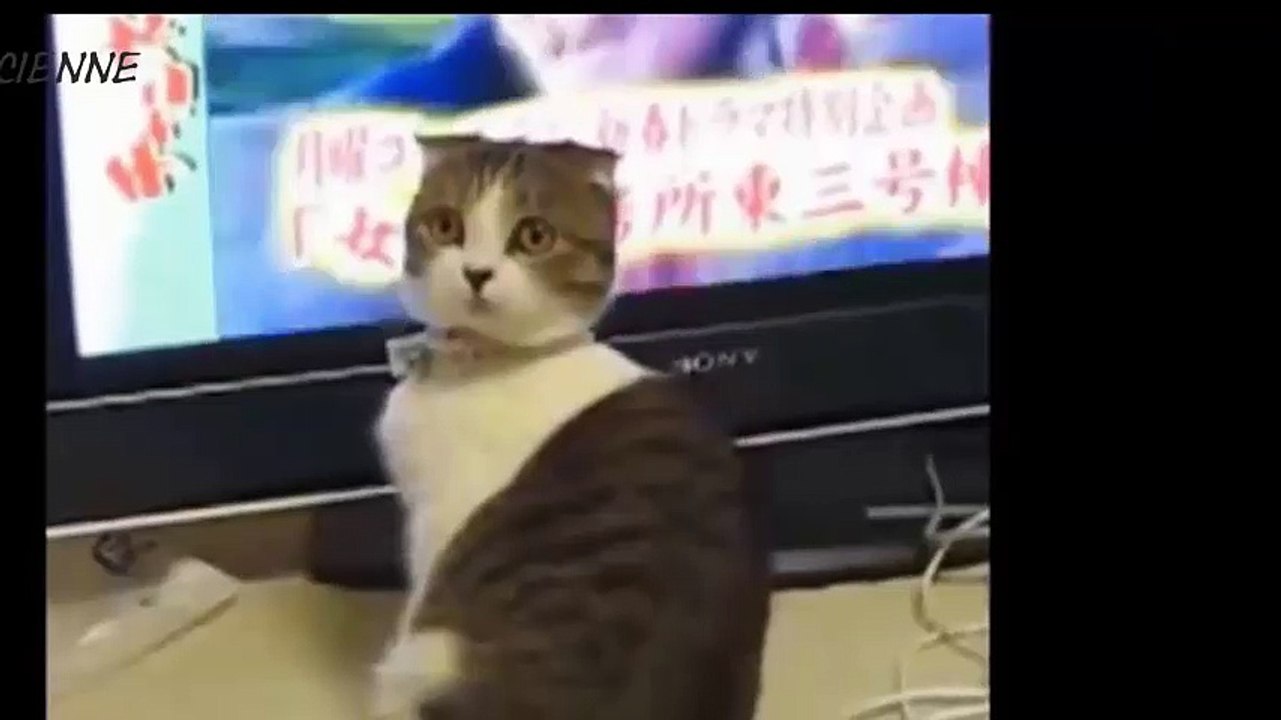 funny cat video Amazing