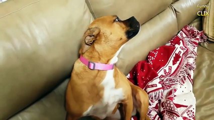 ***Funny Guilty Dogs Compilation 2016--- Best Funny Guilty Dogs Compilation 2016!!!