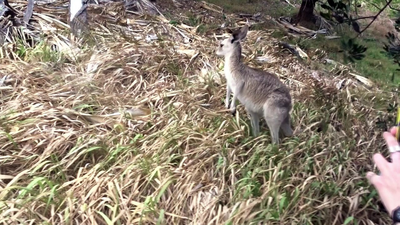 Un jour à Straddie !