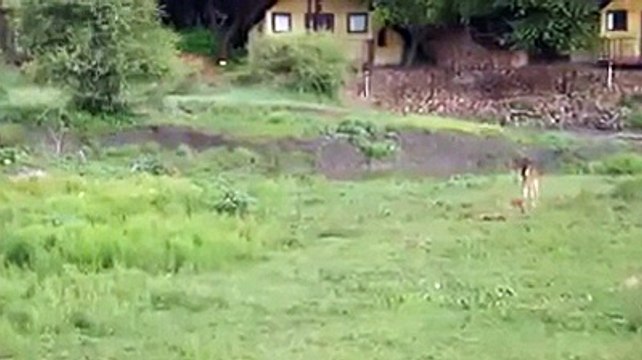 Lions protects the jungle buffalo baby calf from another lion.