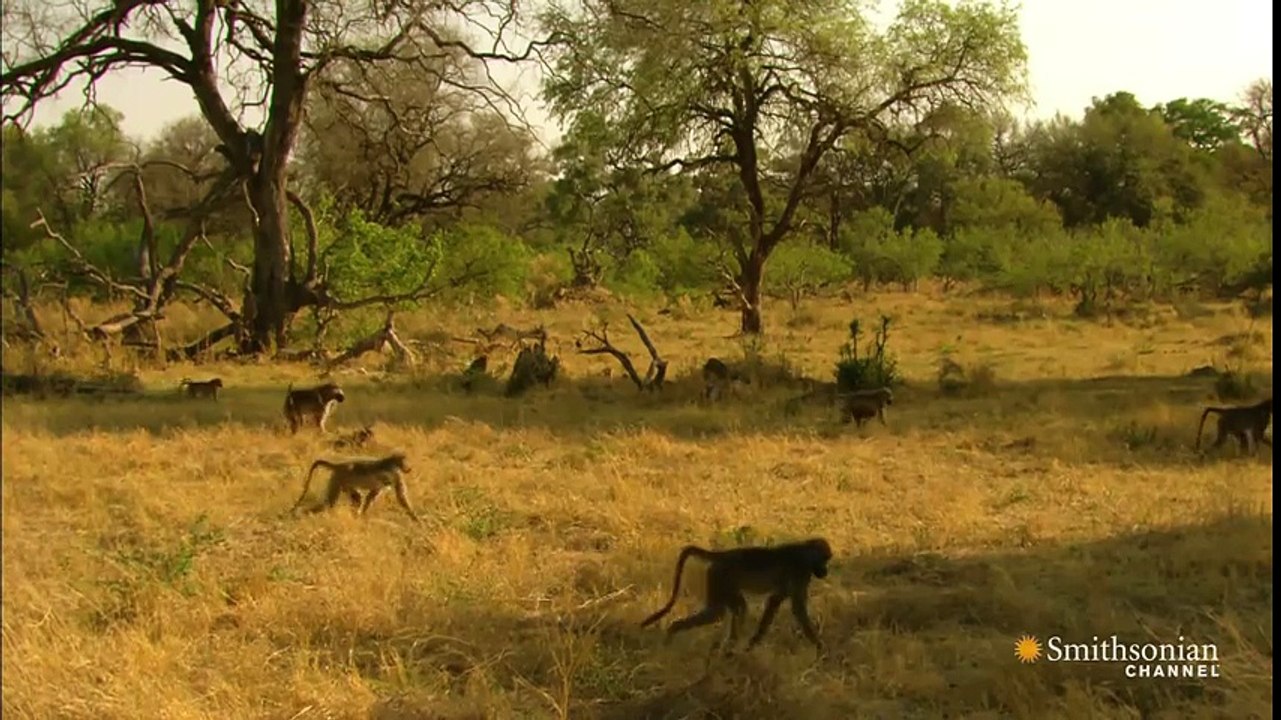 You'll Never Hear a Leopard Coming