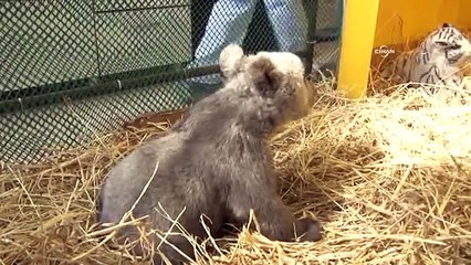 Donmak üzere bulunan yavru ayı 'Şanslı', sağlığına kavuştu