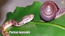 Top 5 Most Interesting Snakes (Funny Videos 720p)