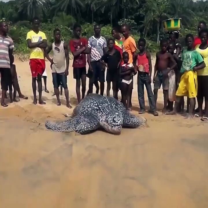 The Giant Leatherback Sea Turtle Rescued and Released Back Into The Ocean!