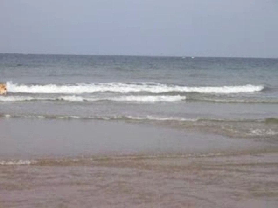 la plage, Chiens évasion.com