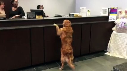 Petit tour à la banque pour ce Golden Retriever