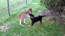 Kangaroo Playing With Rottweiler Puppy