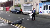 Huge seal in Wicklow casually strolls to fish shop for some lunch