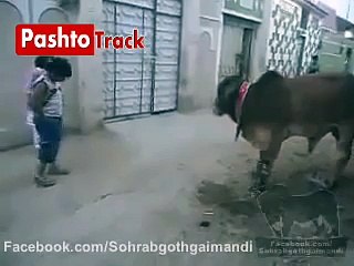 Pakistani Kids Funny Clip -
