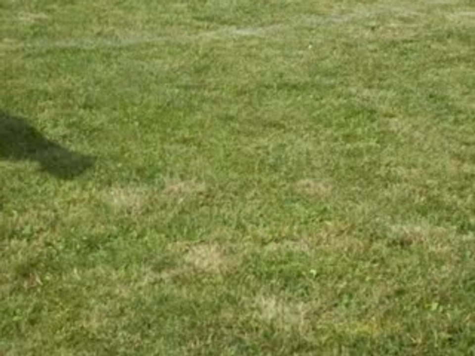 jeux entre chiens, Chiens évasion.com
