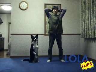 Dog Copies Workout