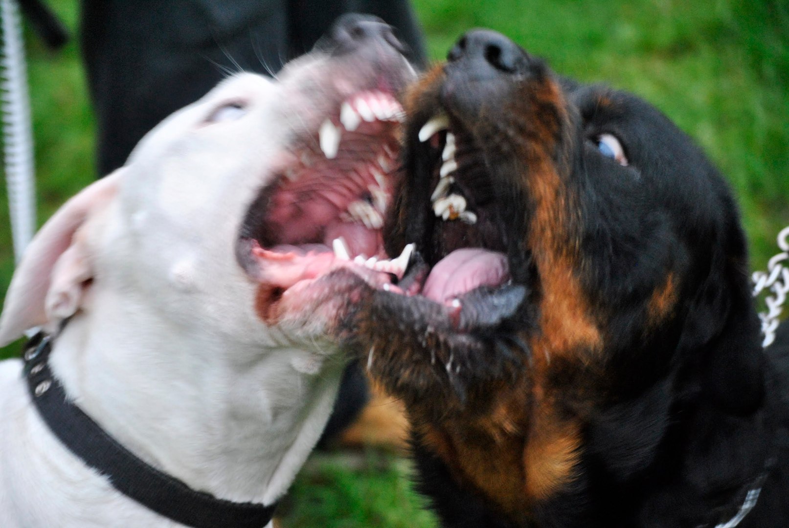 Dogo Argentino Vs Rottweiler Facts Video Dailymotion