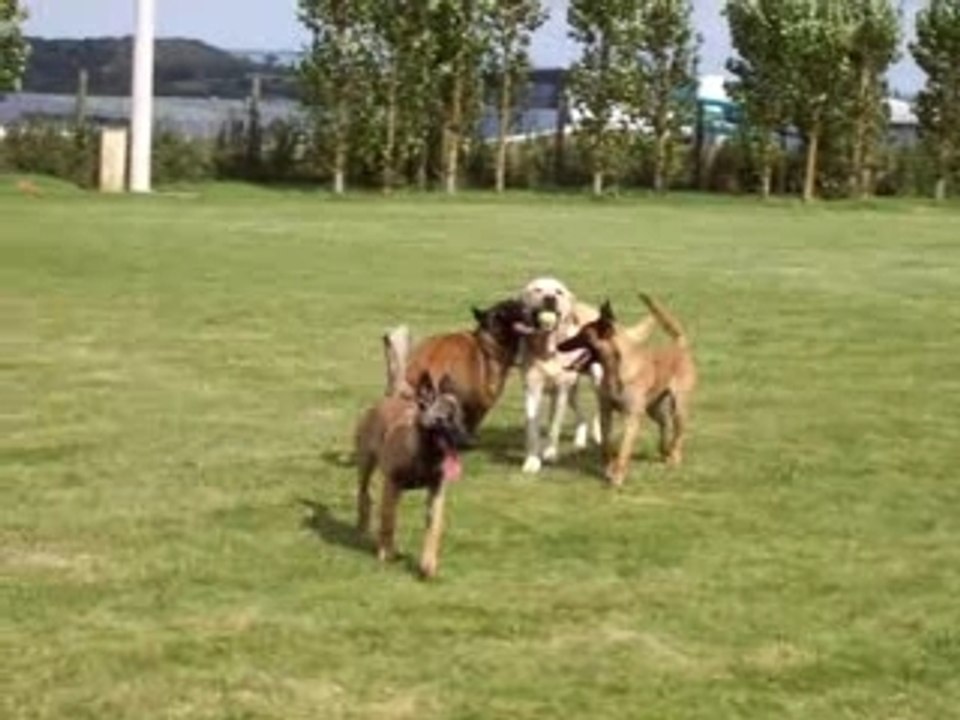 jeu de chien, Chiens évasion