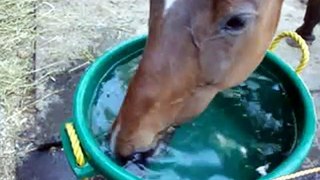 She Loved the Water