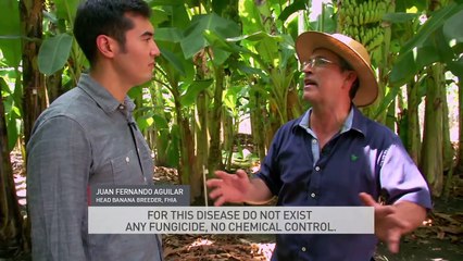 The end of bananas as we know them?