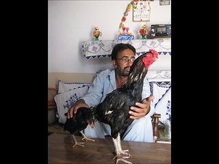 aseel fight who win 2016 ?