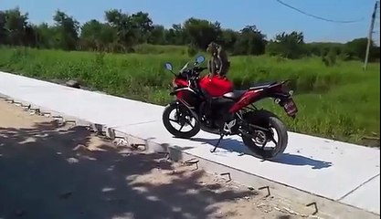 Guy Fist Fights A Monkey After Hitting It With A Shoe