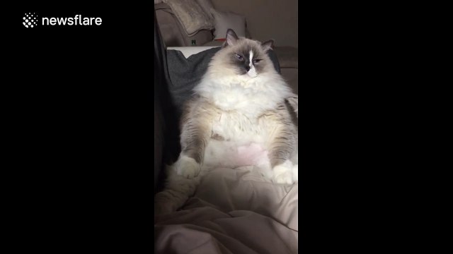 Fat cat dozes off