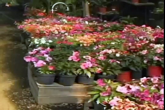 PLANTAS MEDICINALES LA SÁBILA