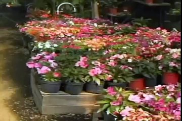 PLANTAS MEDICINALES LA SÁBILA