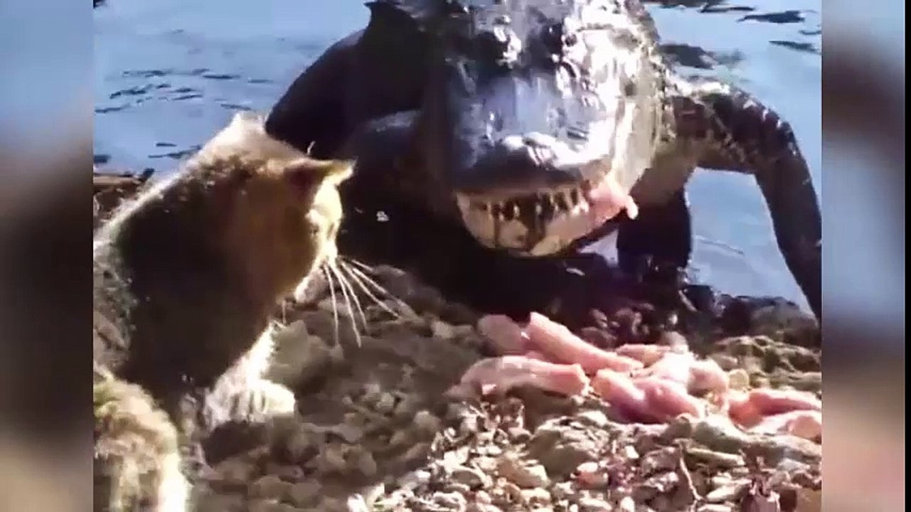Funny animals The cat took the meat of a crocodile