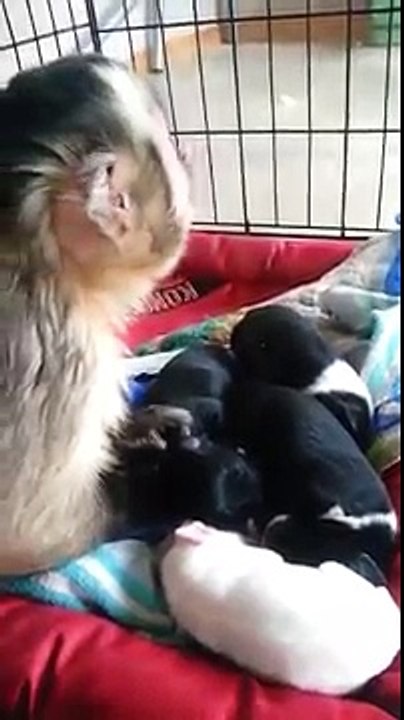 Loving monkey watches over litter of puppies