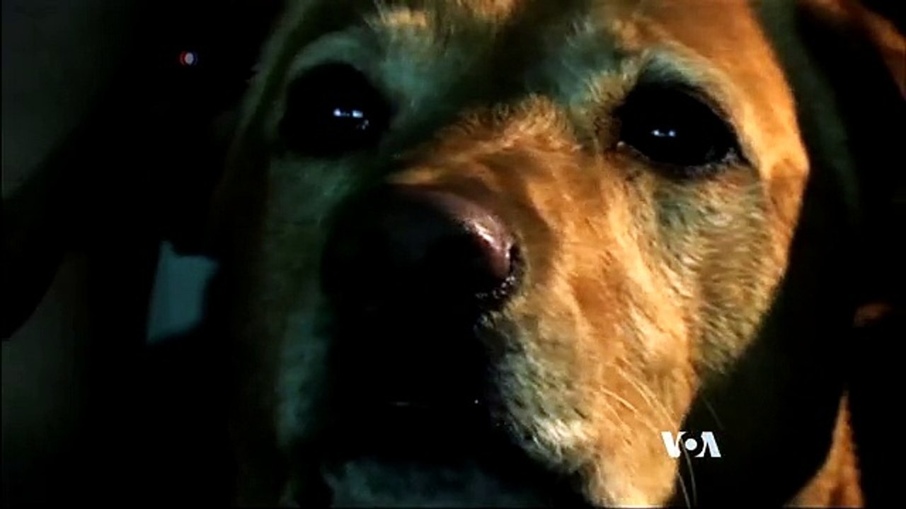 Dogs Recognize Human Emotions on Our Faces