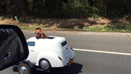Dog Has His Own Ride And It’s Too Darn Cute!