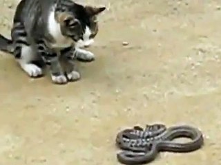Cat VS Snake Video Clip funny and amazing videos Joy 4all -