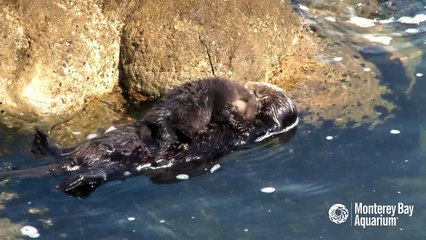 Mom and new born sea otter pup getting to know each other!