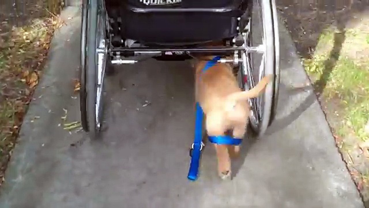 non può tenere il guinzaglio perchè disabile, ma guardate il cane cosa fa...