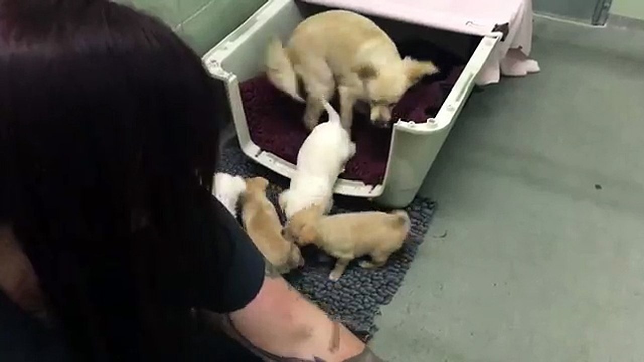 E' spaventata e si nasconde ma quando le portano i suoi cuccioli ecco cosa fa..