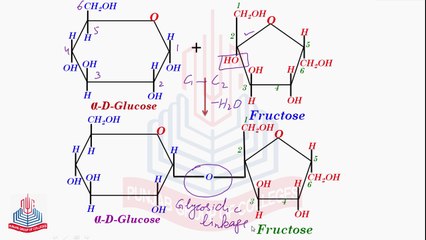 Understanding Carbohydrates: Oligosaccharides & Polysaccharides Explained 🥖