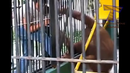 Animals can be so annoying - Funny animal compilation