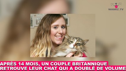 Après 14 mois, un couple britannique retrouve leur chat qui a doublé de volume ! Les images dans la minute chat #156