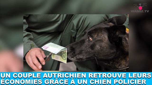 Un couple autrichien retrouve leurs économies grâce à un chien policier ! L'histoire dans la minute chien #156