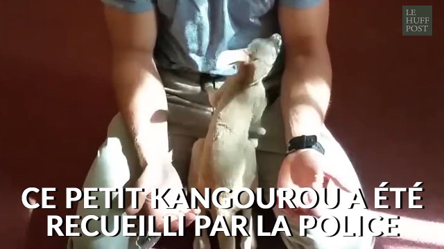Un policier australien adopte un bébé kangourou orphelin