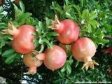 Urdu Video Of Benefits of Pomegranate (ANAR) - HEALTH CARE IN URDU